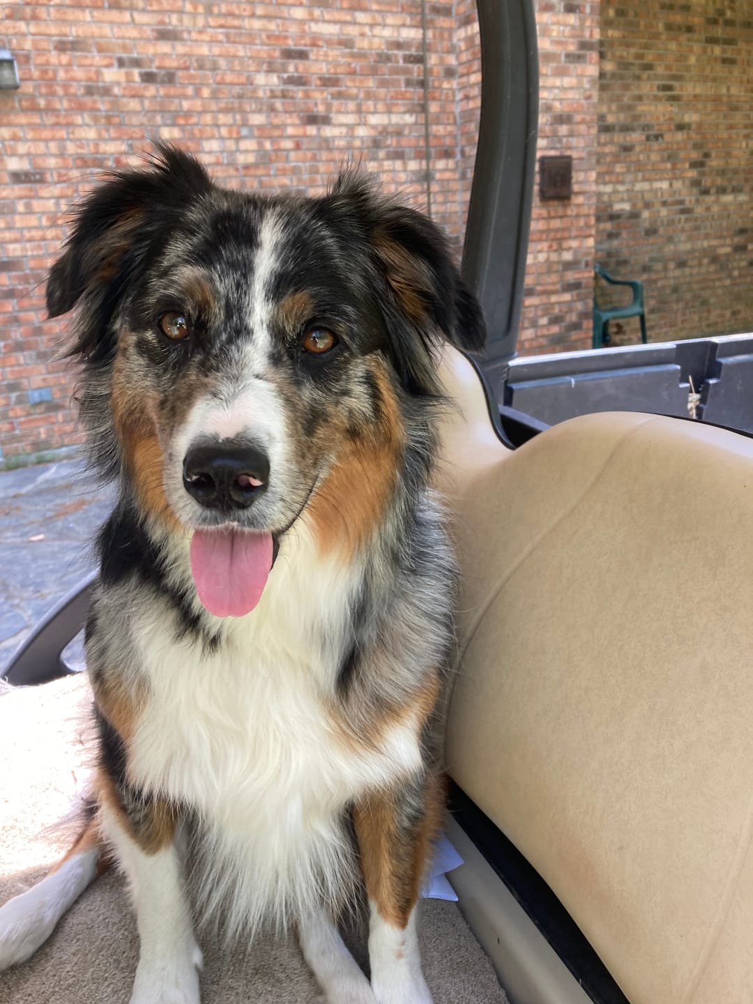 Customer photo review of FurLife™ - Flea & Tick Defense Chews