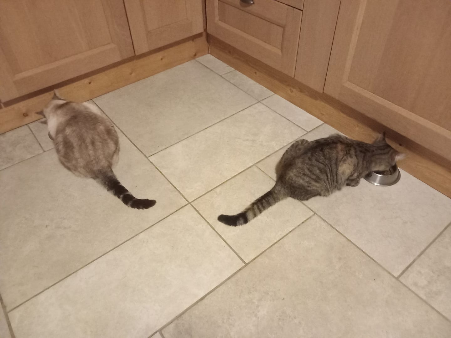 Customer photo review of Croquettes riches en poissons blancs frais (chat stérilisé)