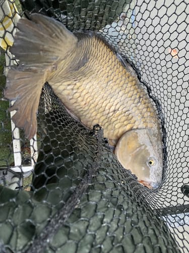 Customer photo review of SIDE TRAY QR CLAMP🔝