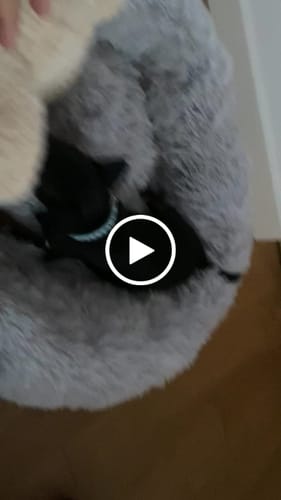 Customer video review of Cloud - Kuscheliges Hundebett