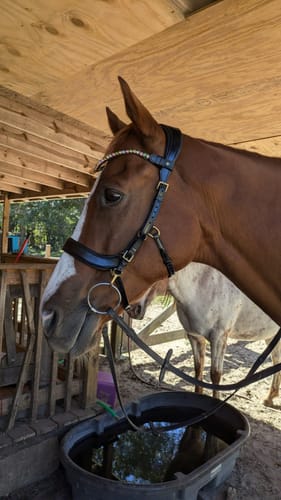 Customer photo review of Lily multi bridle