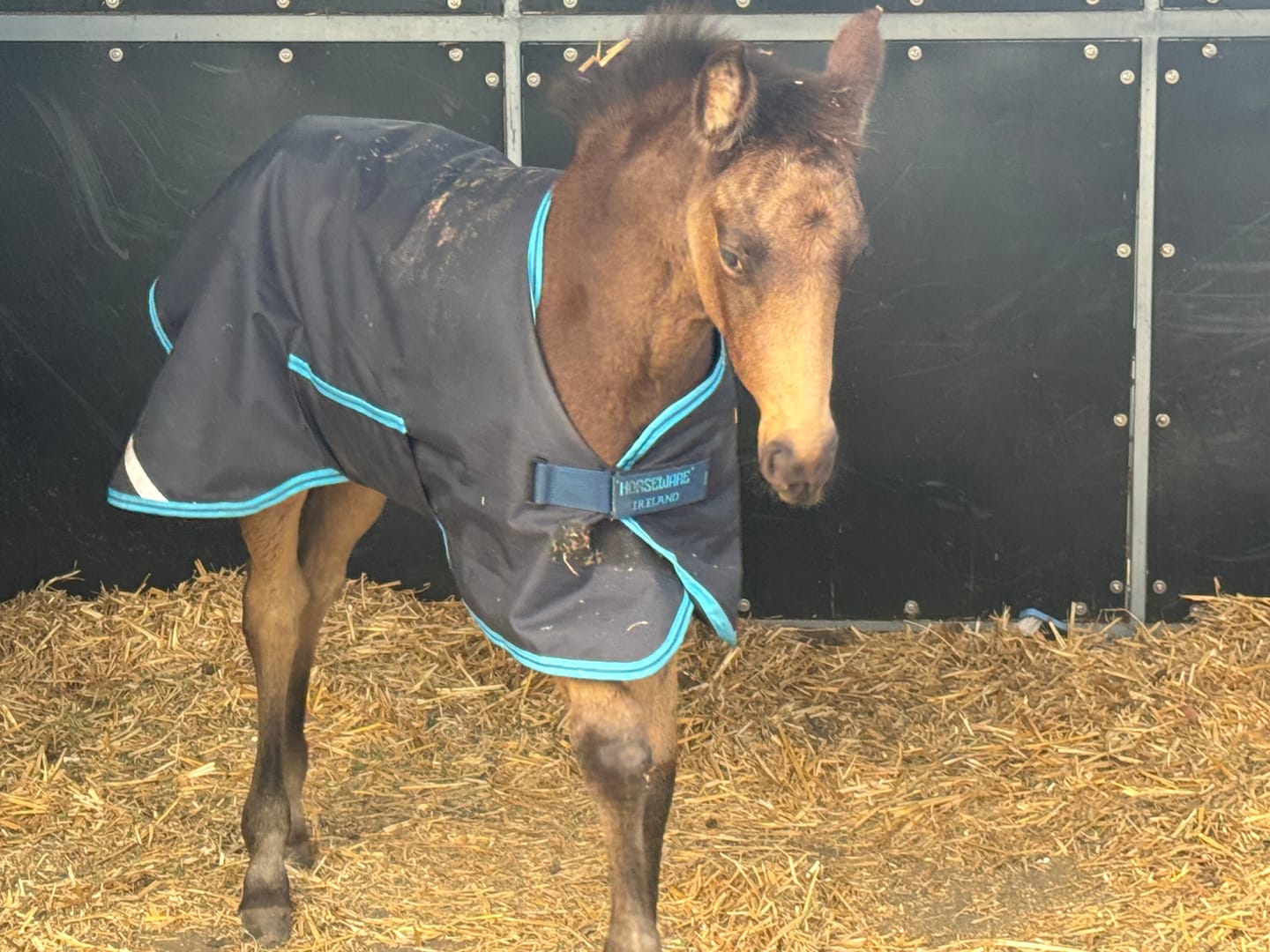Customer photo review of Amigo Foal Rug 50g
