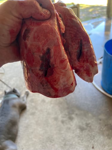 Customer photo review of Beast Broadheads (2-Pack + Practice Tip)