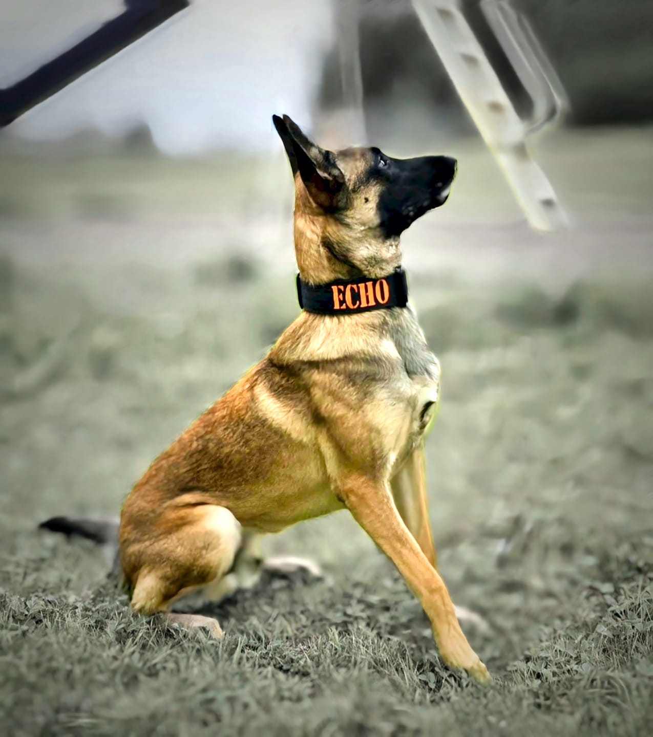 Customer photo review of 2" Tactik Dog Collar - Black