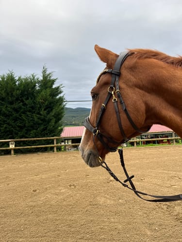 Customer photo review of Harmony Bridle Gold Edition - gebisslose Zäumung Sidepull oder Crossbridle
