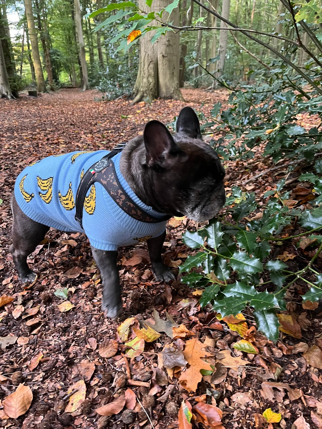Customer photo review of Banana Knit Dog Sweater