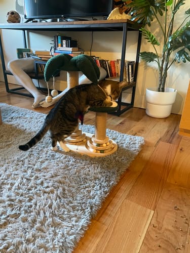 Customer photo review of Neptune Grass Fed Tallow & Honey Balm