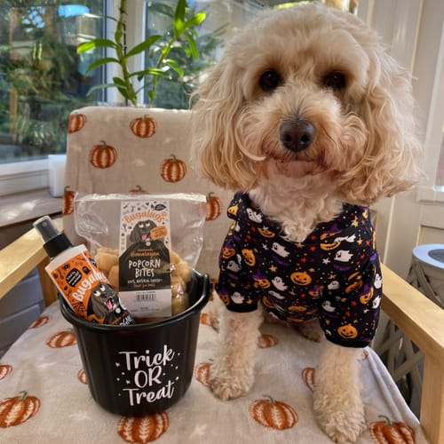 Customer photo review of Handmade Himalayan Popcorn Bites for Dogs