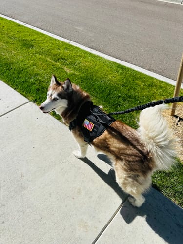 Customer photo review of Classic Heavy-Duty Tactical No-Pull Team K9™ Dog Harness With Front & Back D-Rings, Quick-Release Metal-Buckles, Hook & Loop Panels, & Top Handle