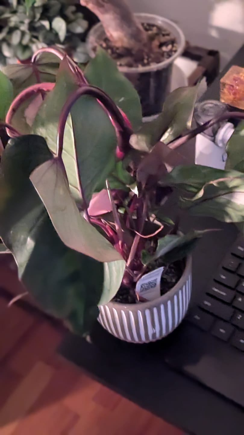 Customer photo review of Philodendron Pink Princess - 4"