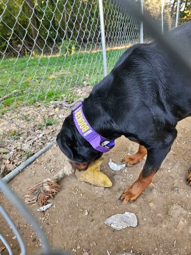 Customer photo review of Purple Bully Proof Collar