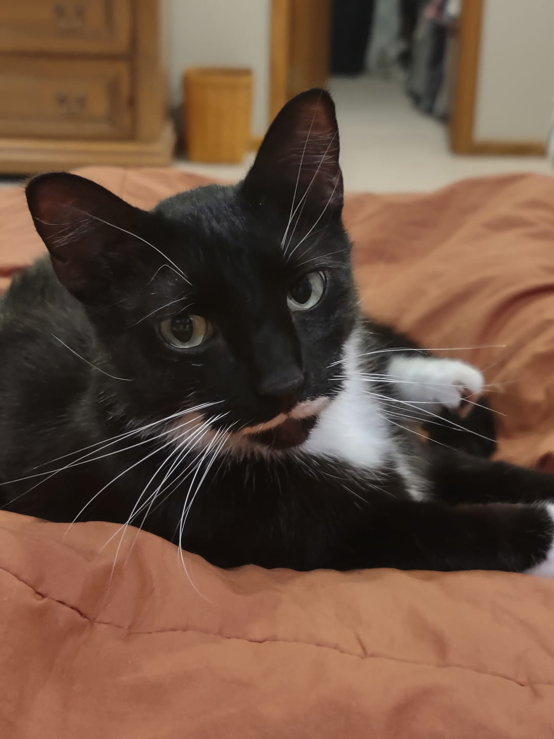 Customer photo review of ELS PET Mixed Cat Litter