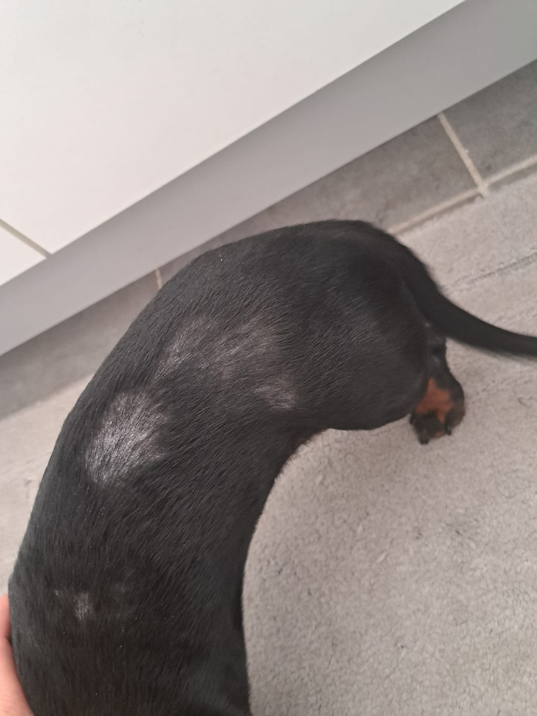 Customer photo review of Dog Gel