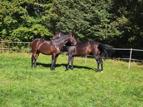 Customer photo review of Strotonin Horse Support