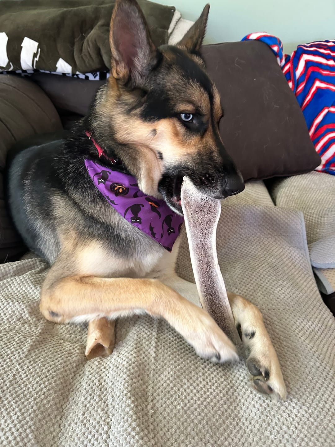 Customer photo review of 6 Inch Beef Gullet Sticks