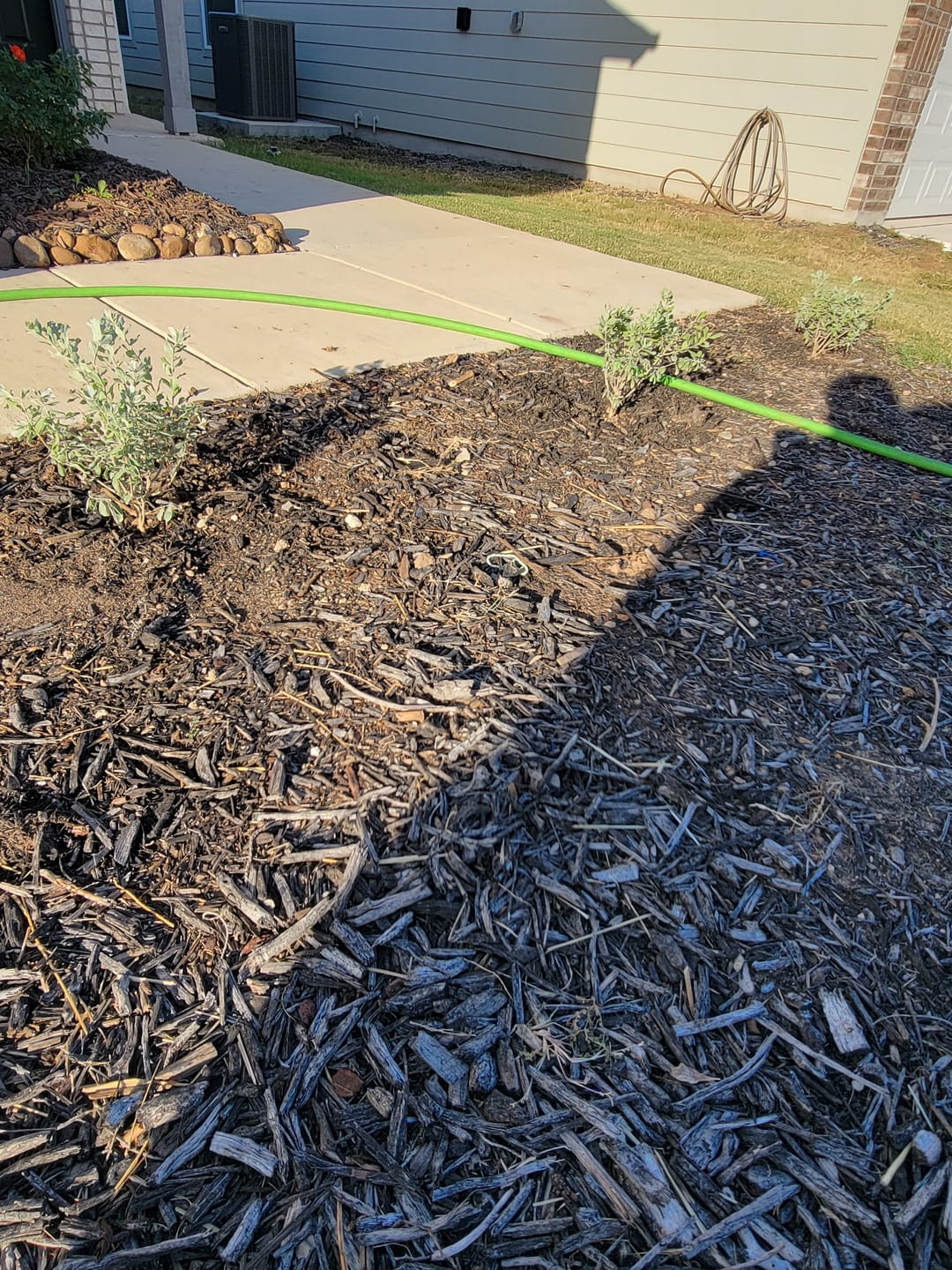 Customer photo review of Texas Sage 'Compact'