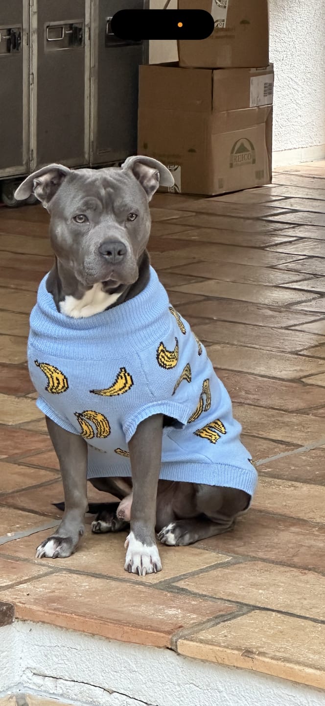 Customer photo review of Banana Knit Dog Sweater