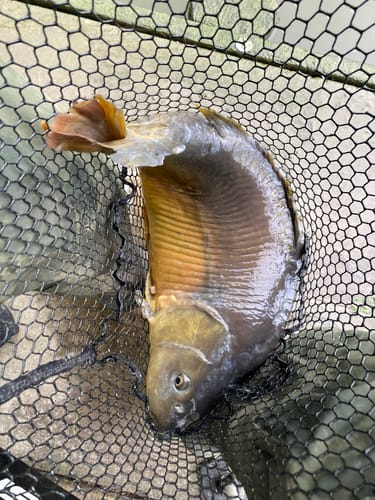 Customer photo review of CARP LANDING NETS - 💰