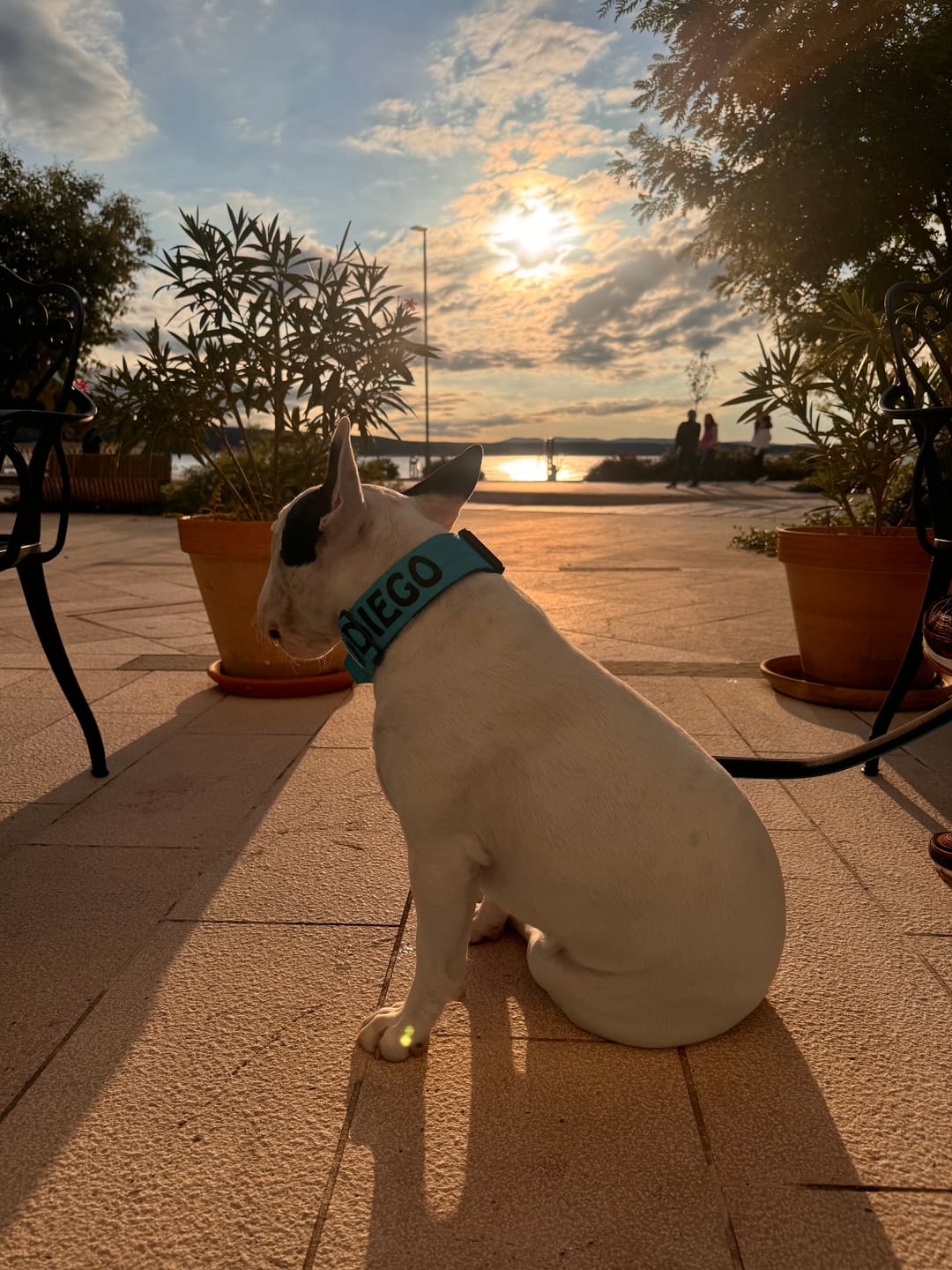 Customer photo review of 5cm Combat® Collar | With Handle & Rated Clip - Light Blue v2.0