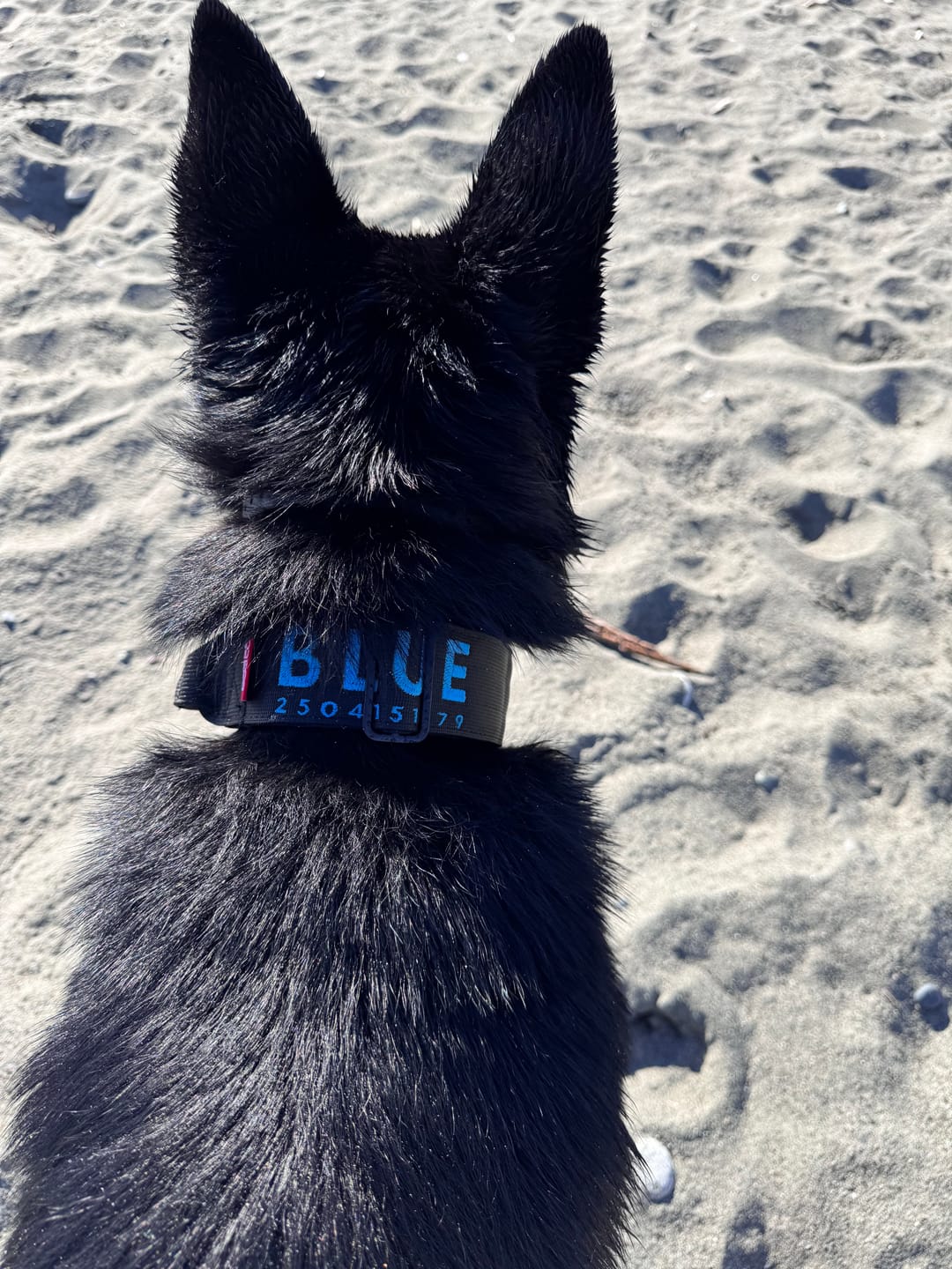 Customer photo review of 2" Tactik Dog Collar - Black