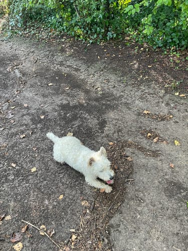 Customer photo review of Pâtées riches en canard& aux petits pois (chien adulte)