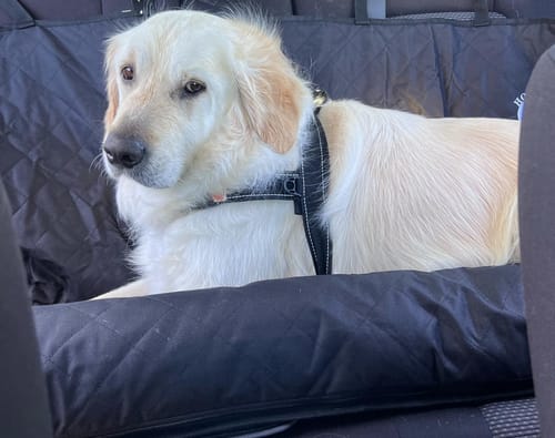 Customer photo review of Car Seat Cover