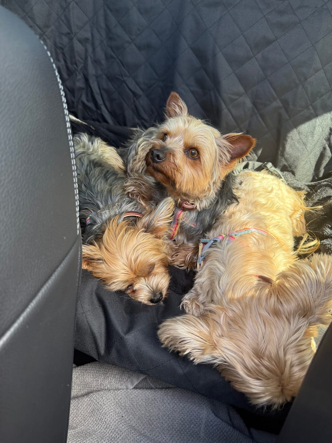 Customer photo review of Pet Seat Belt