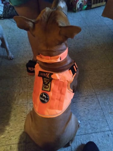 Customer photo review of NEW Upgraded Tactical No-Pull Team K9™ Dog Harness with 4 Quick-Release Metal Buckles, Reinforced Front & Back D-Rings, Hook & Loop Panels, Adjustable Straps, Reflective Strips, & Top Handle