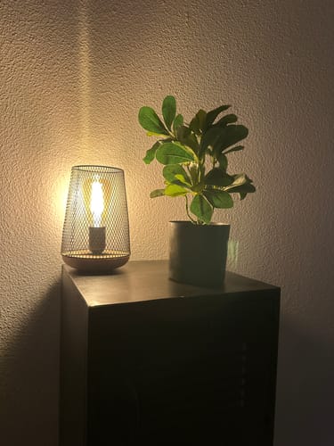 Customer photo review of Schefflera Kunstplant 30cm