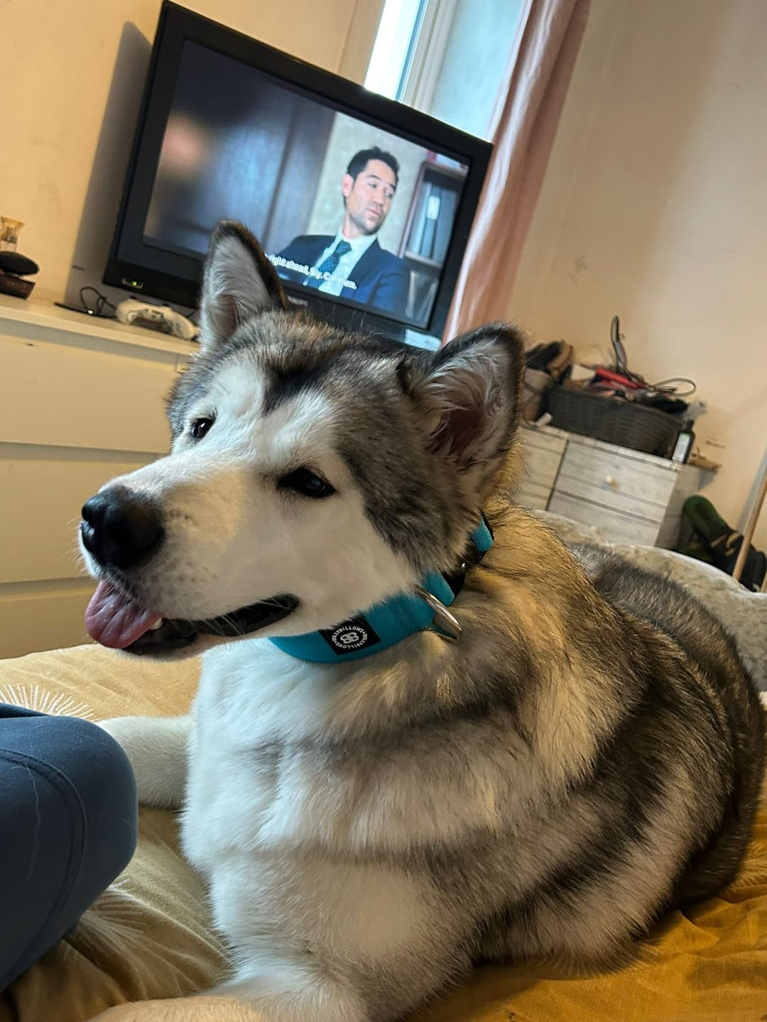 Customer photo review of 5cm Combat® Collar | NO Handle & Secure Clip - Light Blue