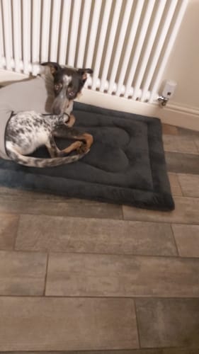 Customer photo review of Fleece Sighthound Base-Layer Coat with Underbelly and Snood