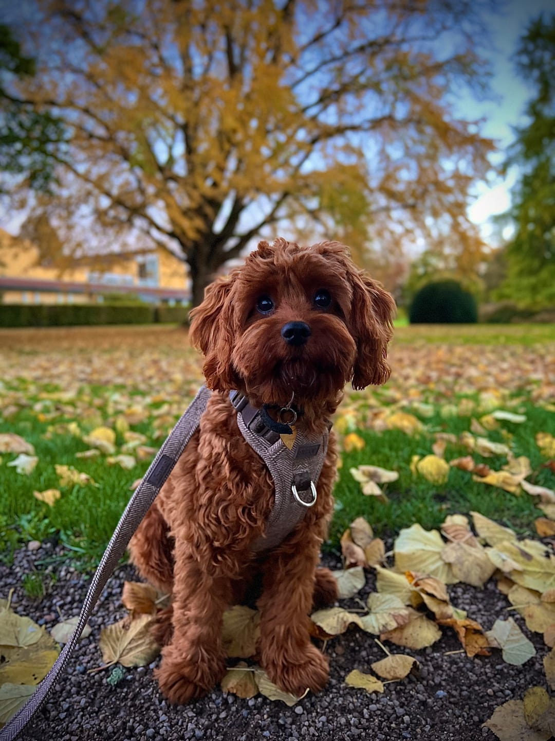 Customer photo review of Staey - Elma Hundesele, Mocca