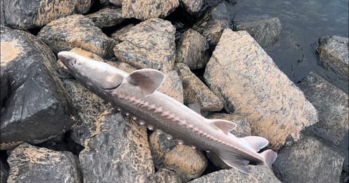 Customer photo review of 9'4" No Excuses Surf Travel Rod with Tube Medium-Heavy Action 3/4oz to 3oz