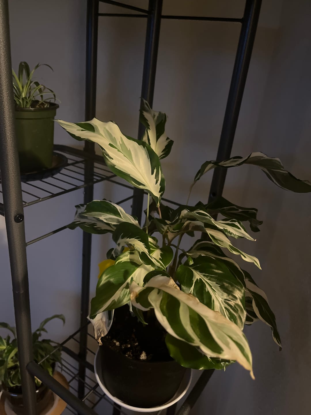 Customer photo review of Calathea 'Stella'