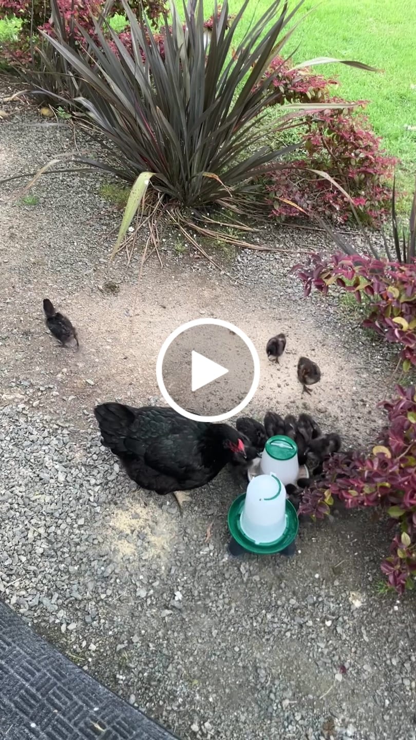 Customer video review of Chick 1.5 Litre Drinker + 1kg Feeder Combo
