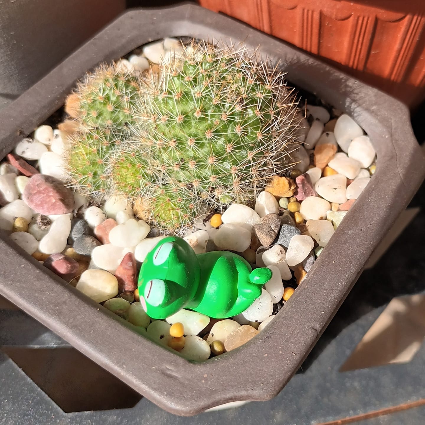 Customer photo review of Rebutia pulvinosa 'Crown Cactus' - Orange flowers