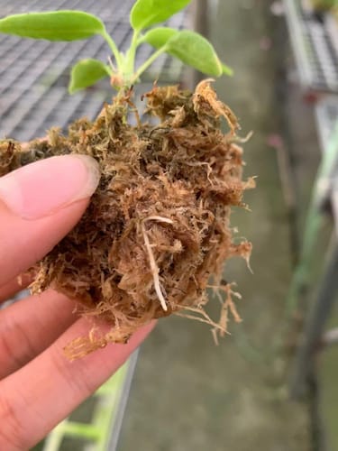 Customer photo review of Anthurium Forgetti Tissue Culture Plant