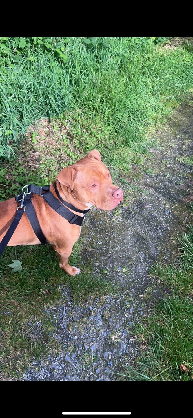 Customer photo review of Training Anti Pull TRI-Harness® | M-XL Breeds - Black