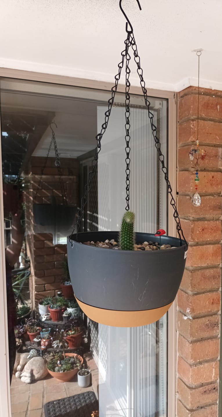 Customer photo review of Monkey Tail Cactus