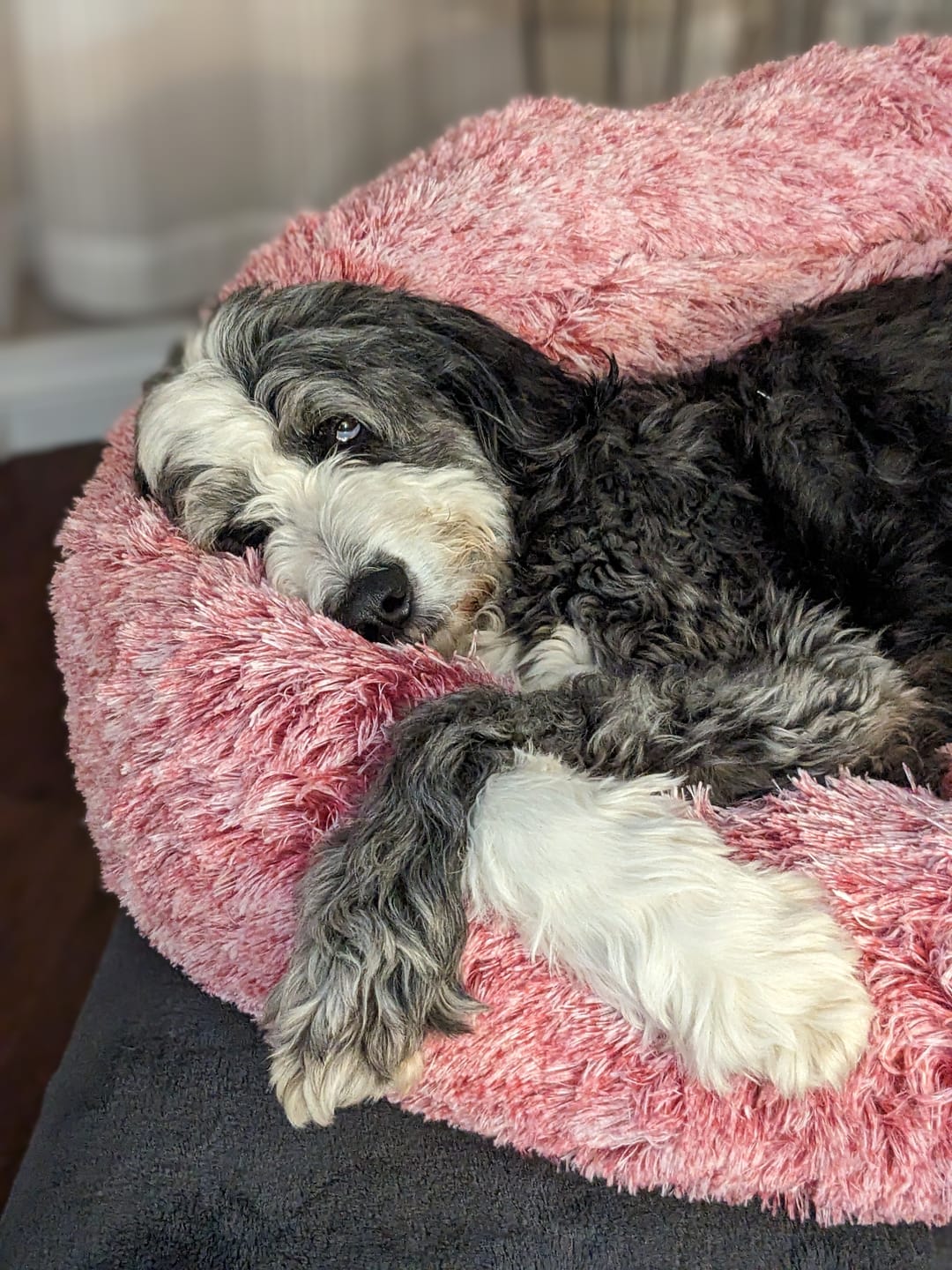 Customer photo review of Calming Pet Sofa Bed
