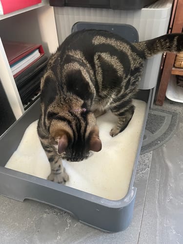 Customer photo review of 1 Month Supply – 2 Cat