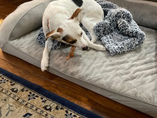 Customer photo review of Beef Tendon Chews 4-5"