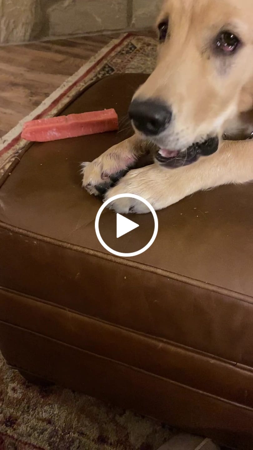 Customer video review of 6-INCH STANDARD BULLY STICKS