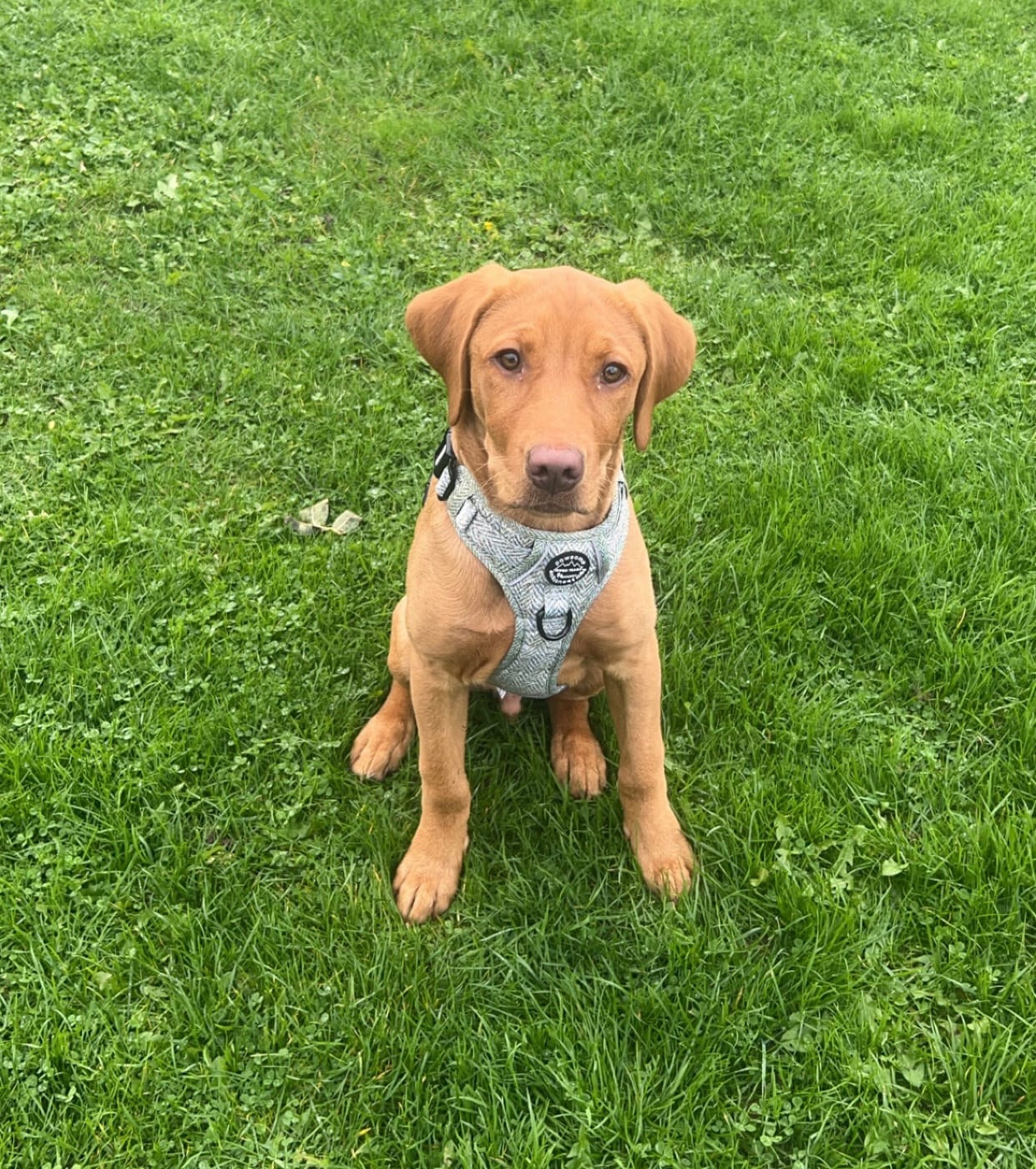 Customer photo review of Tough Trails™ Harness - Country Thyme