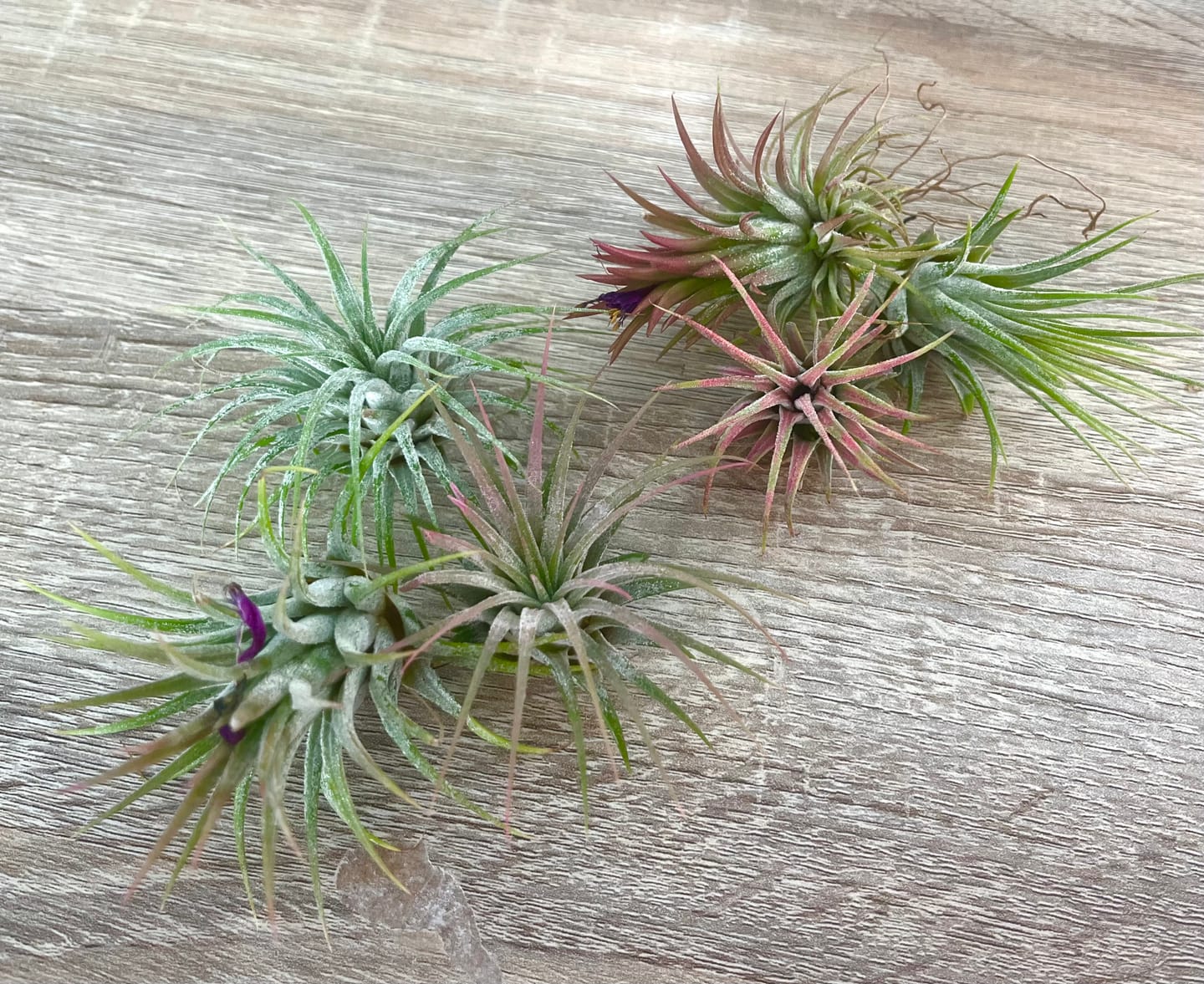 Customer photo review of B Quality Ionantha Variety 3 Pack  ($0.75 Per Plant)