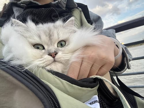 Customer photo review of Comfortable Labor-saving Front Pet Carrier