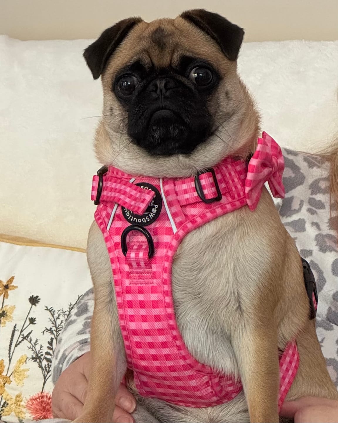 Customer photo review of Tough Trails™ Harness - Walkies Ready® Raspberry Pink