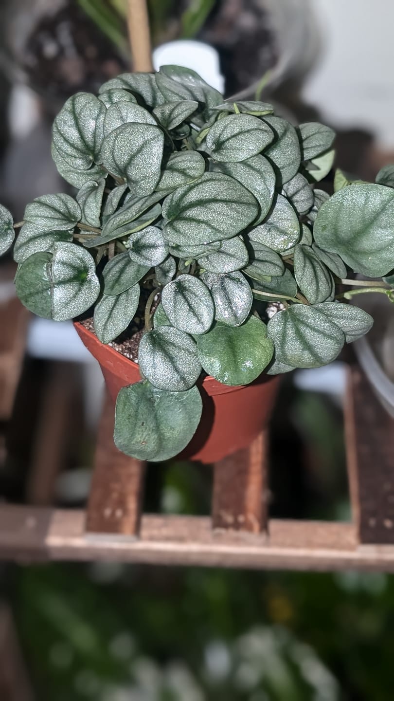 Customer photo review of Peperomia 'Little Toscani'