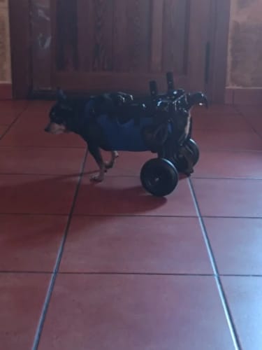 Customer photo review of Adjustable Dog Wheelchairs for Back Legs Dog Wheelchair Cart for Hip Support Mobility Aids for Small Pets Hind Limbs