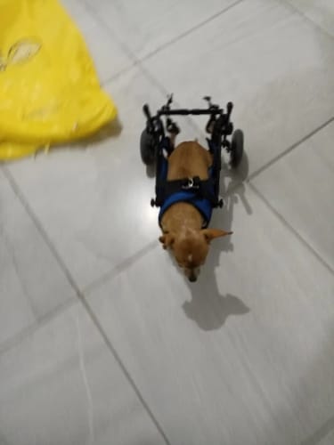 Customer photo review of Adjustable Dog Wheelchairs for Back Legs Dog Wheelchair Cart for Hip Support Mobility Aids for Small Pets Hind Limbs